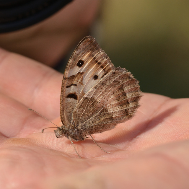 Chazara briseis - tarka szemeslepke