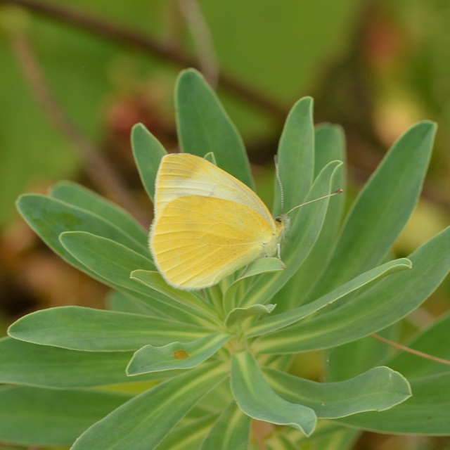 Pieris ergane - sziklai fehérlepke