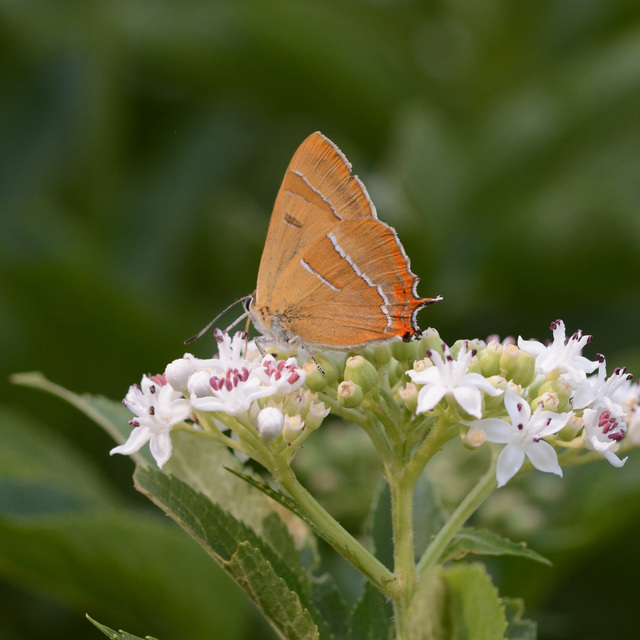 Thecla betulae - nyírfalepke