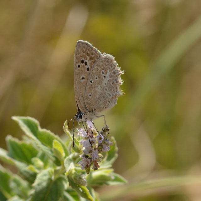 Polyommatus daphnis - csipkés boglárka