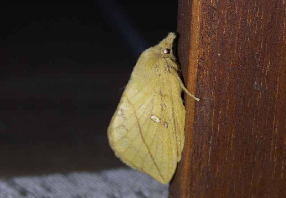 Euthrix potatoria - szomjas pohók