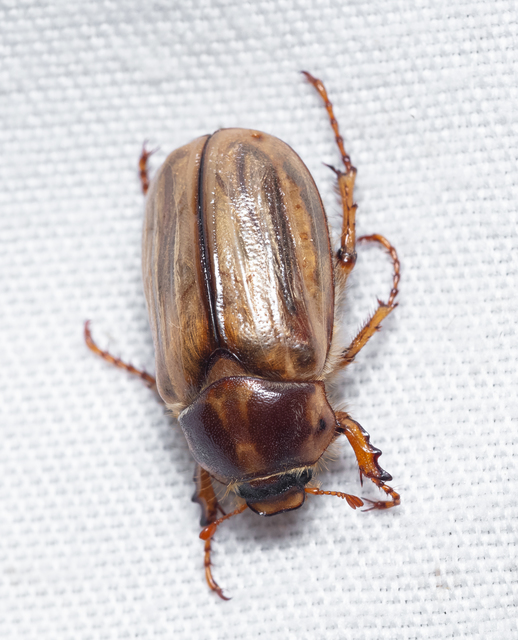 Amphimallon solstitiale - bordás sárgacserebogár