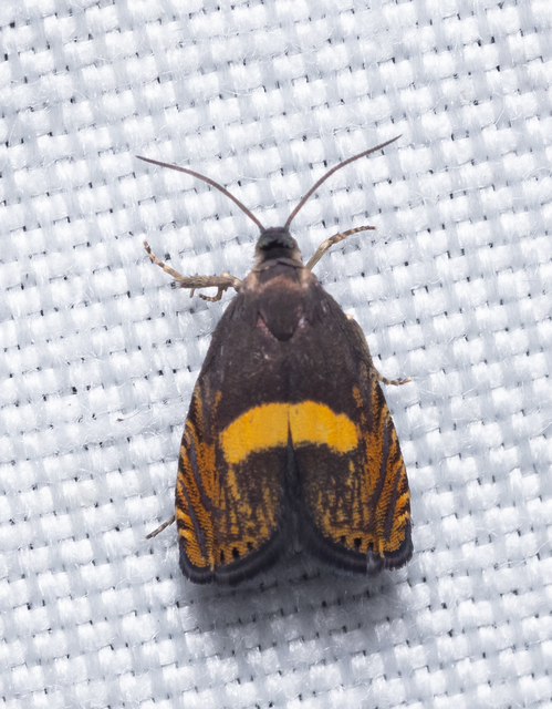 Dichrorampha
