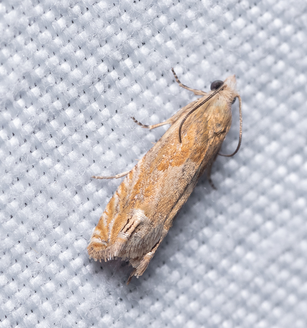Eucosma