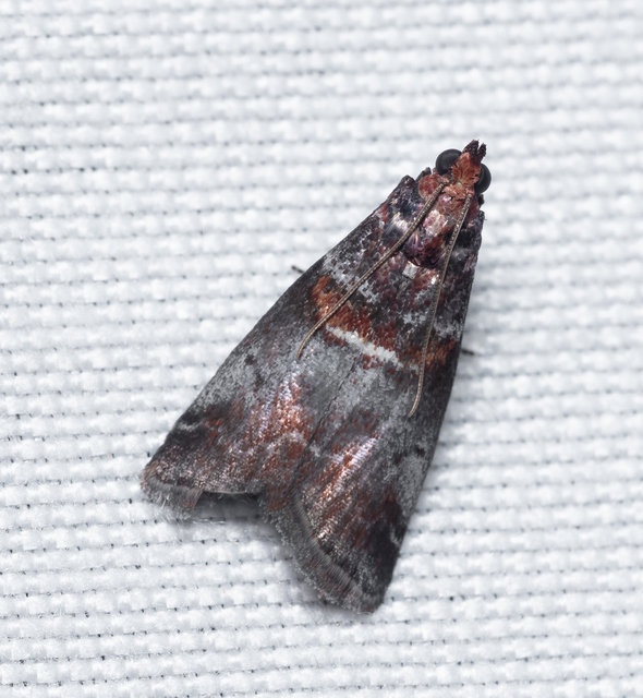 Acrobasis