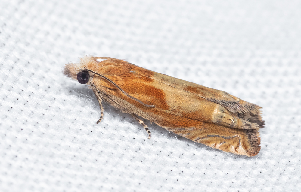 Eucosma