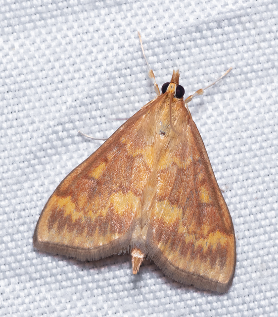 Ostrinia nubilalis - kukoricamoly