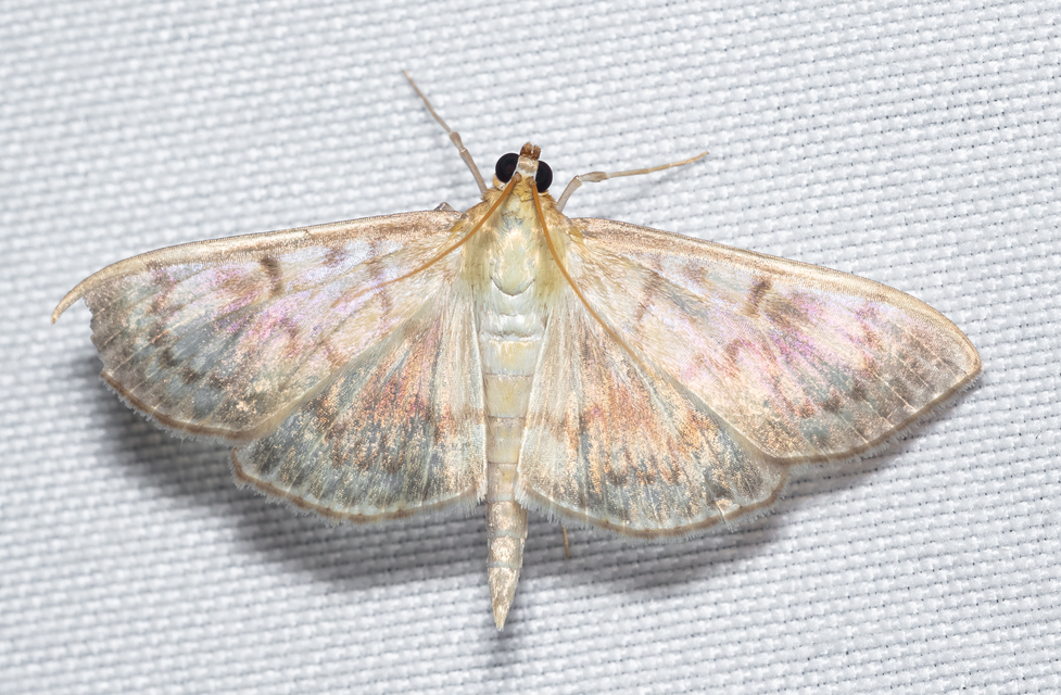 Patania ruralis - csalánevő tűzmoly