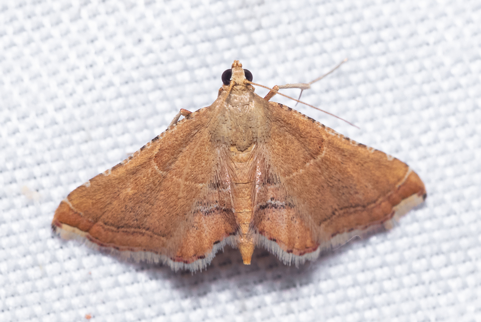 Endotricha flammealis - tüzesszárnyú fényilonca