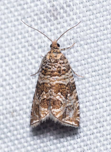 Celypha rivulana - dudvasodró tükrösmoly