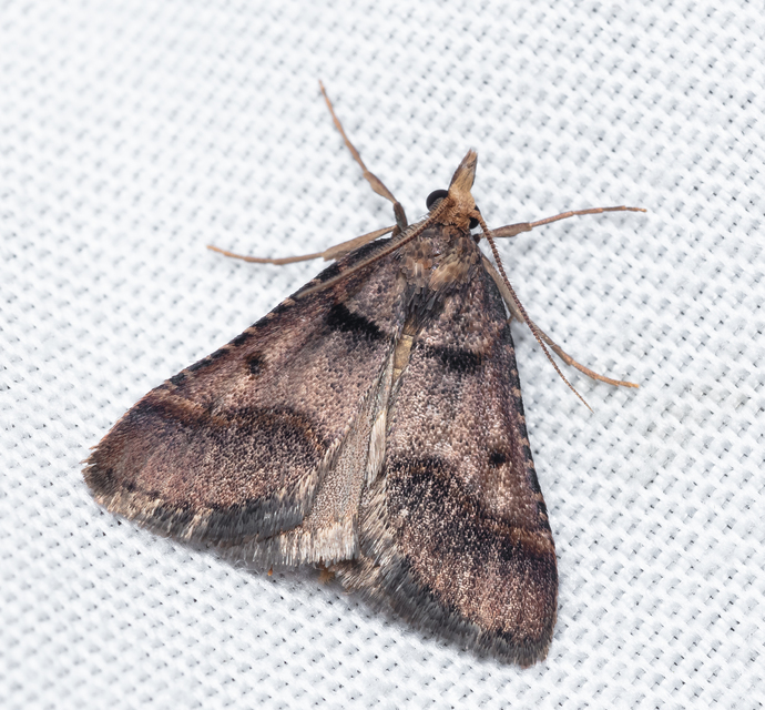 Stemmatophora brunnealis - barna fényilonca