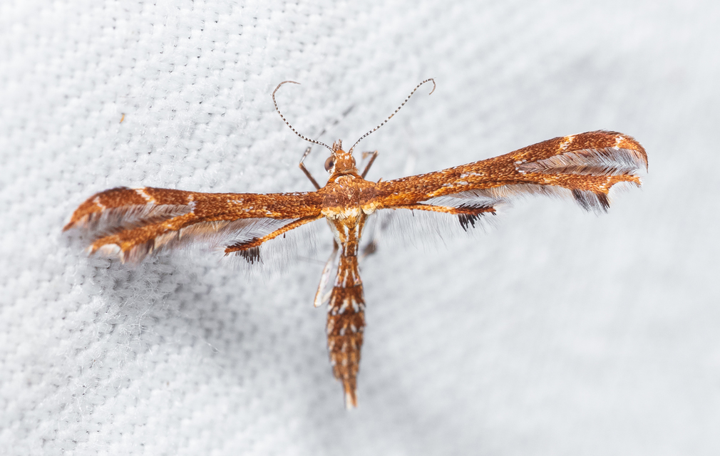 Pterophoridae - tollasmolyfélék