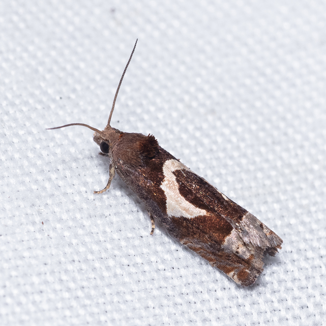 Epiblema foenella - kampósfoltú tükrösmoly