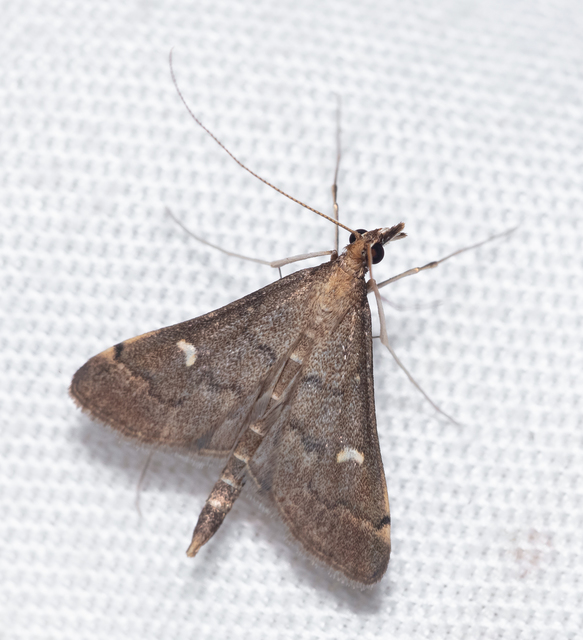 Dolicharthria punctalis - hosszúlábú tűzmoly