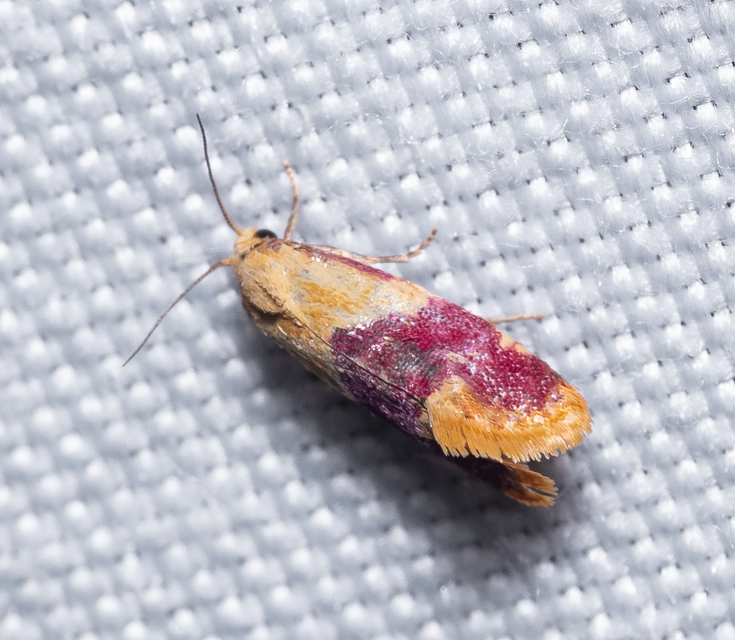 Diceratura ostrinana - bíborsávos fúrómoly