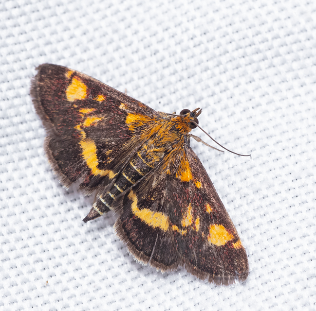Pyrausta aurata - aranyló bíbormoly