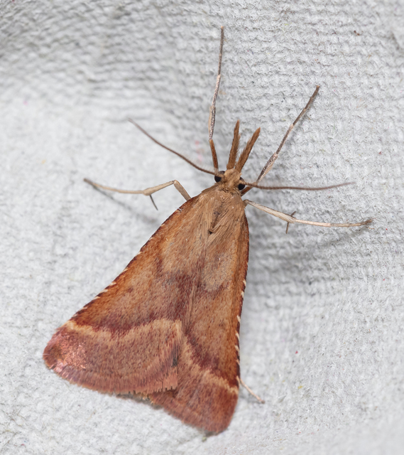 Synaphe punctalis - hosszúlábú fényilonca