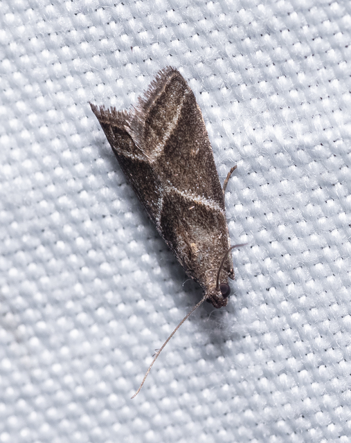 Nyctegretis triangulella - háromszöges karcsúmoly