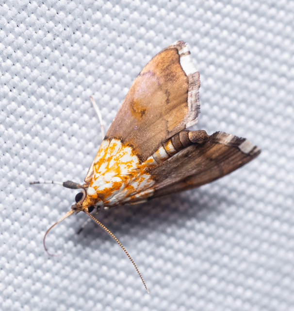 Agrotera nemoralis - ligeti tűzmoly