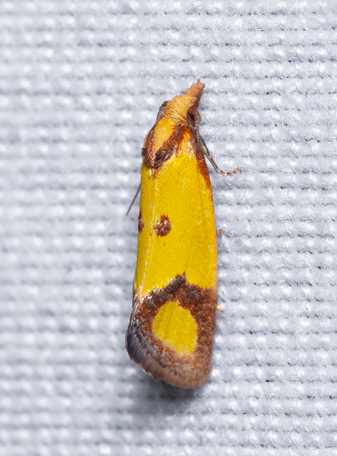Agapeta zoegana - barnacsíkos sárgamoly