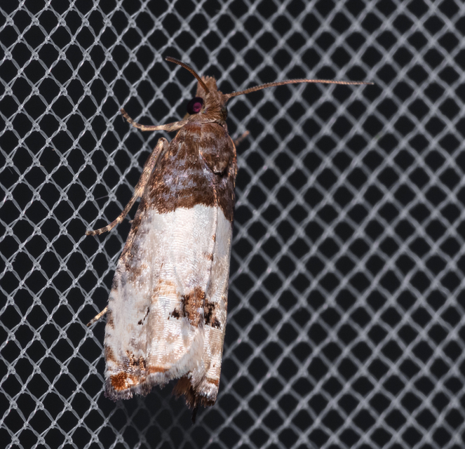 Notocelia roborana - rózsarügy-tükrösmoly