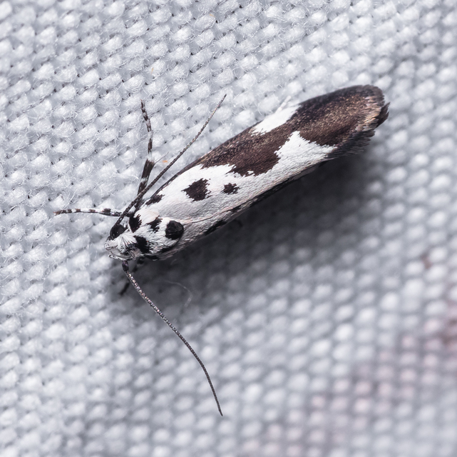Ethmia quadrillella - gyászos feketemoly