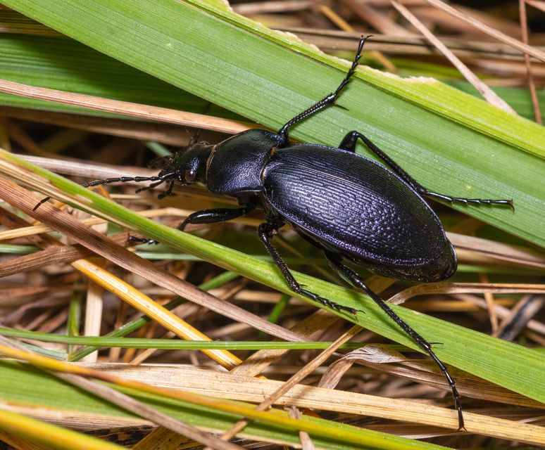 Carabus scheidleri - változó futrinka