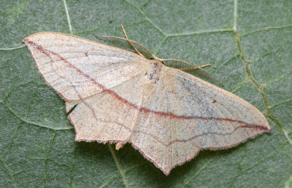 Timandra comae - piroscsíkos csipkésaraszoló