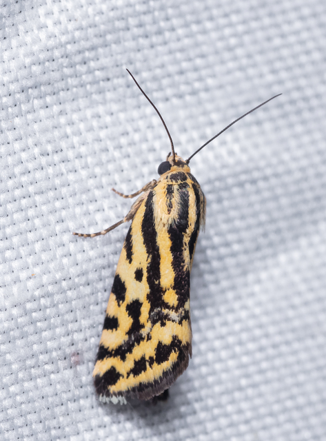 Emmelia trabealis - zebrabagoly