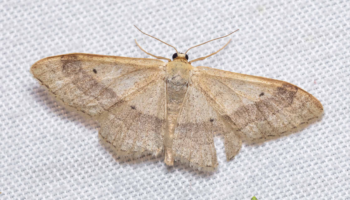 Idaea aversata - nagy sávosaraszoló