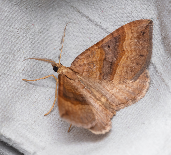 Scotopteryx chenopodiata - libatop-araszoló