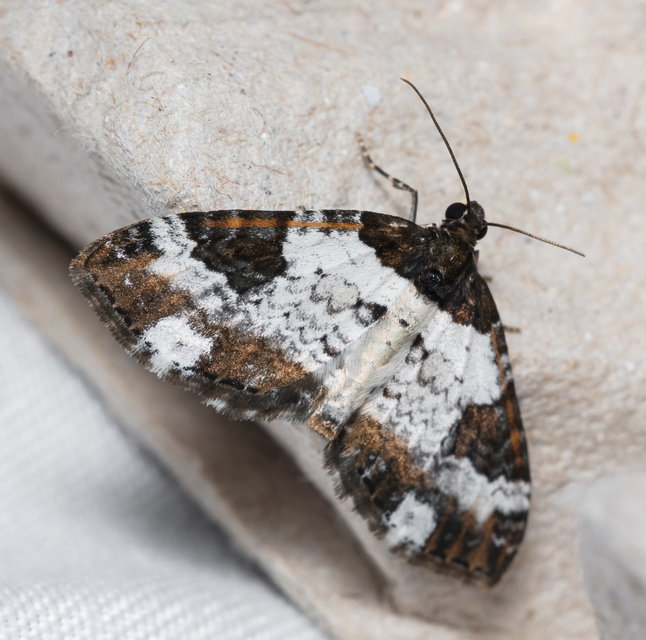 Melanthia procellata - hullámos tarkaaraszoló
