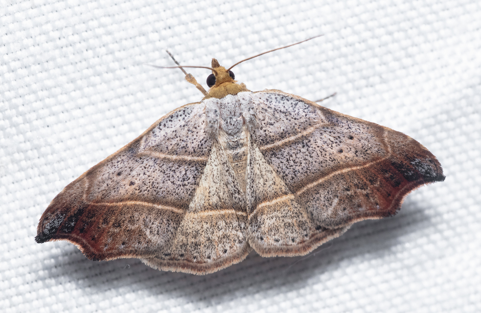 Laspeyria flexula - zuzmóbagoly