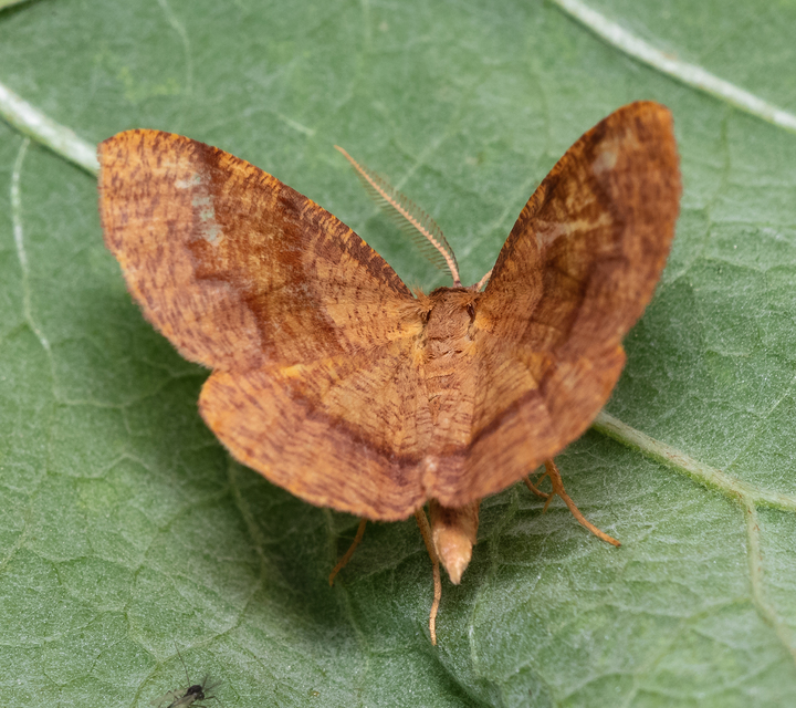 Plagodis pulveraria - szemcsés araszoló