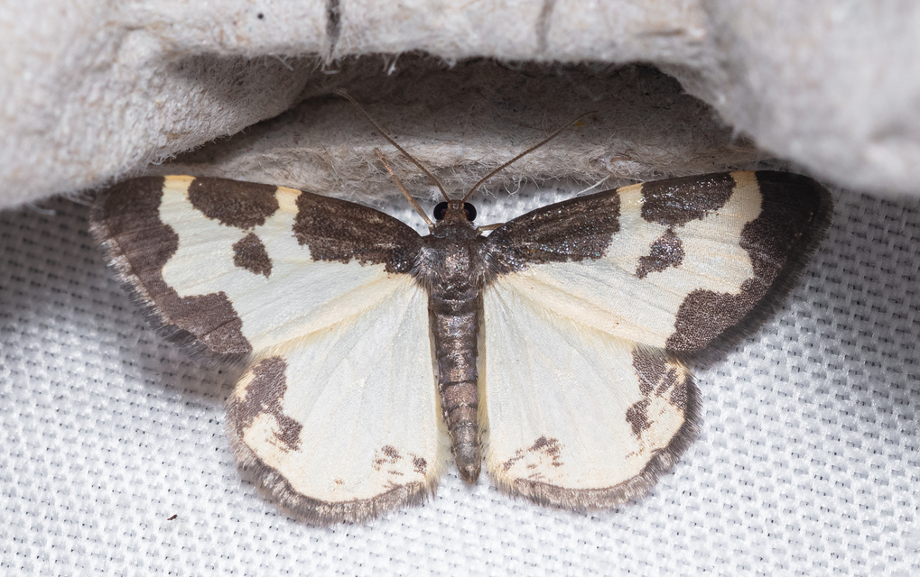 Lomaspilis marginata - szegélyes nyárfaaraszoló