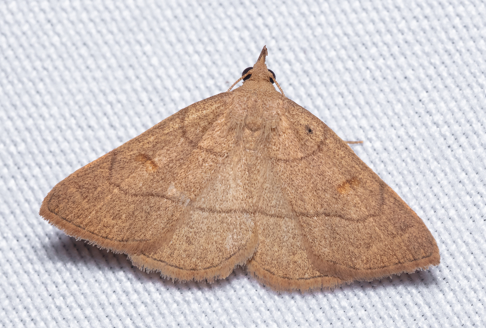 Paracolax tristalis - sárgás karcsúbagoly