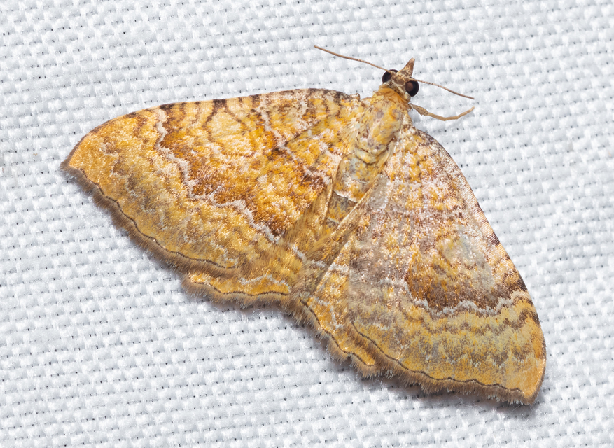 Camptogramma bilineata - kétvonalas sávosaraszoló