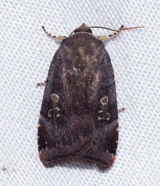 Noctua janthe/janthina