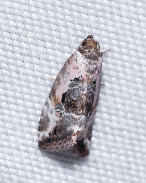 Hapalotis venustula - rózsaszínű mázasbagoly