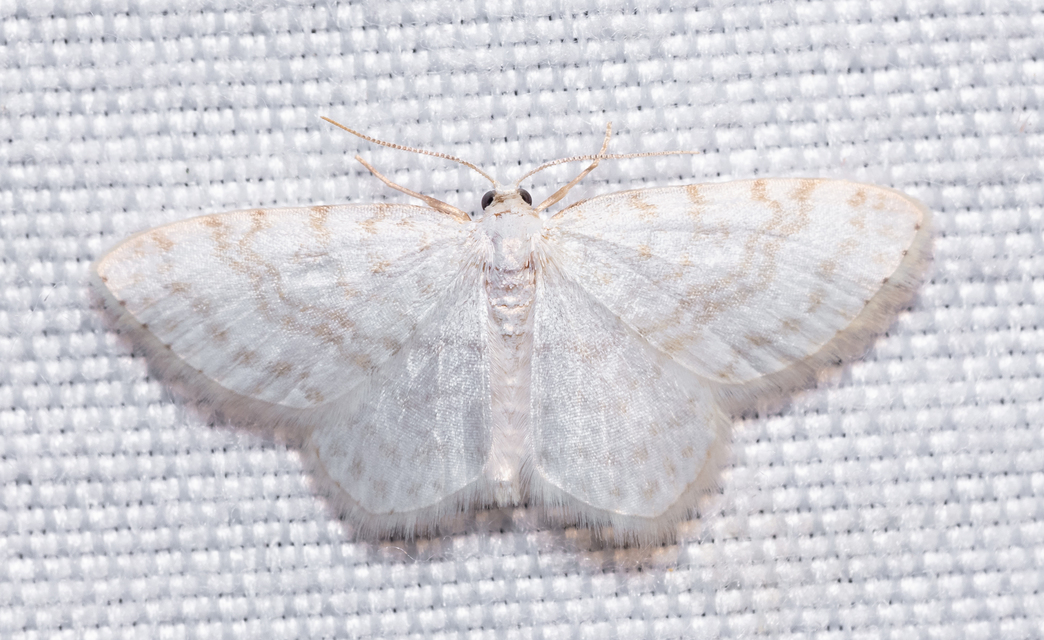 Asthena albulata - gyertyán-fehéraraszoló