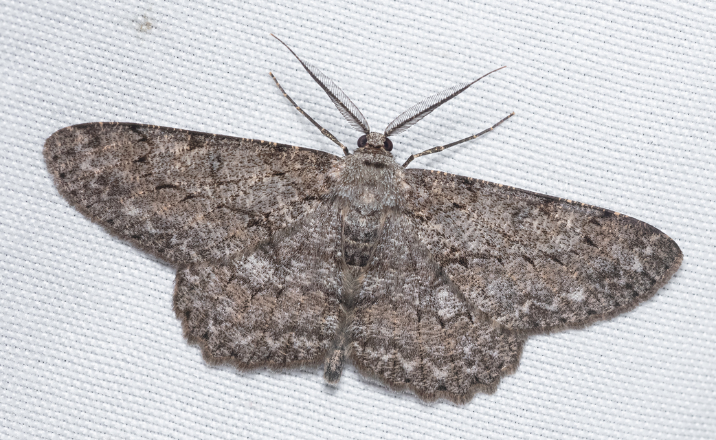 Hypomecis punctinalis - pettyes faaraszoló