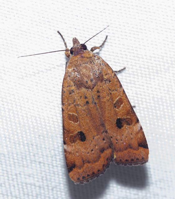 Noctua interposita - köztes sárgafűbagoly