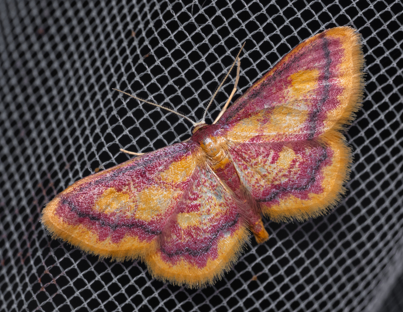 Idaea muricata - mocsári pirosaraszoló