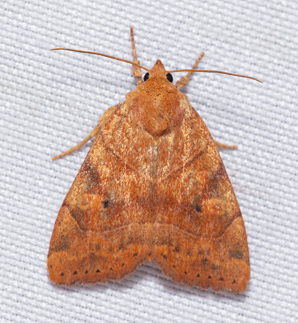 Cosmia trapezina - közönséges lombbagoly