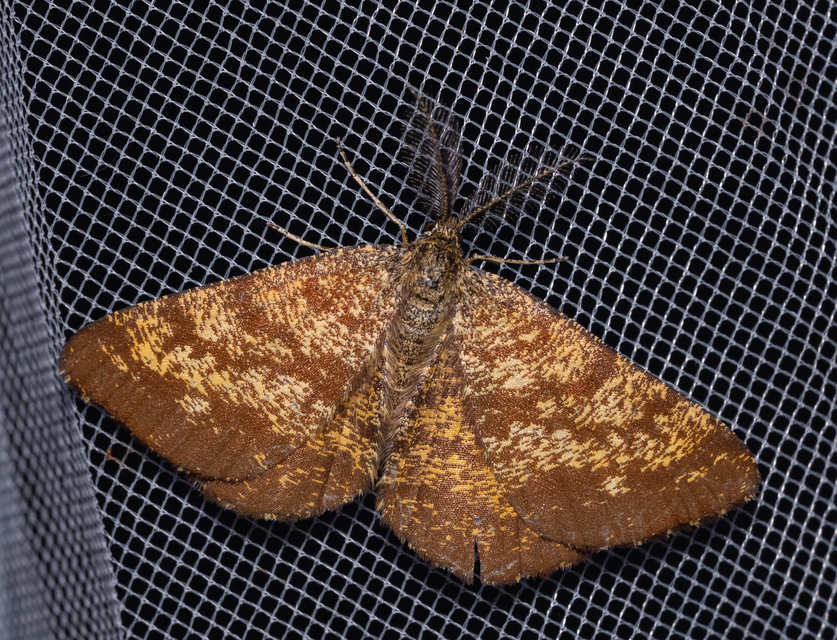 Ematurga atomaria - barna rétiaraszoló