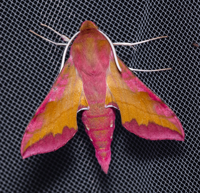 Deilephila porcellus - piros szender