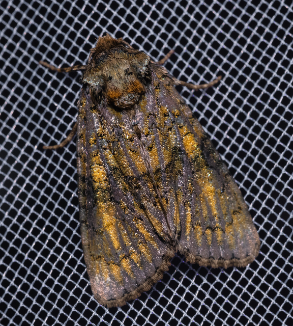 Craniophora ligustri - fagyalbagoly