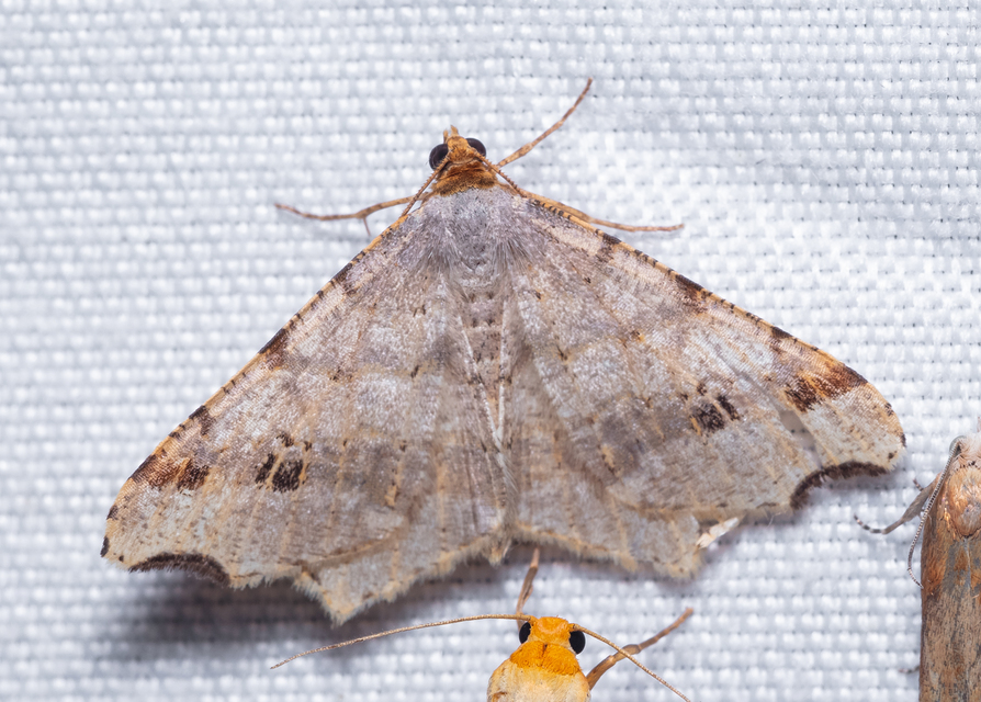 Macaria alternata - közönséges szürkearaszoló