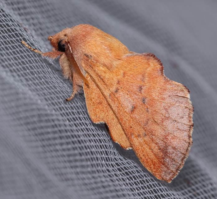 Phyllodesma tremulifolia - nyárlevélpohók