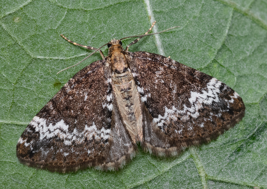 Perizoma alchemillata - árvacsalán-araszoló